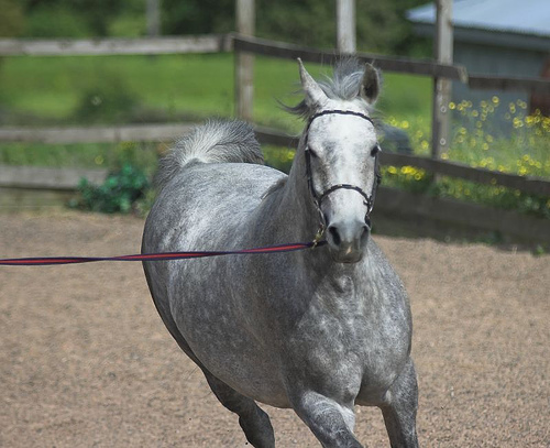 Horse Training                                                                                      